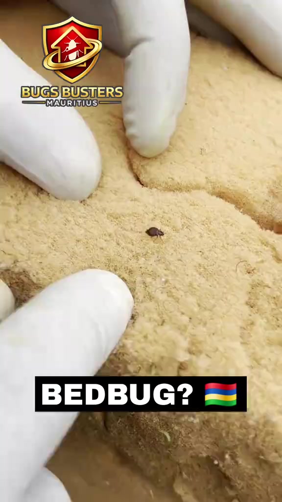 @Bugs Busters (Mauritius) Ltd