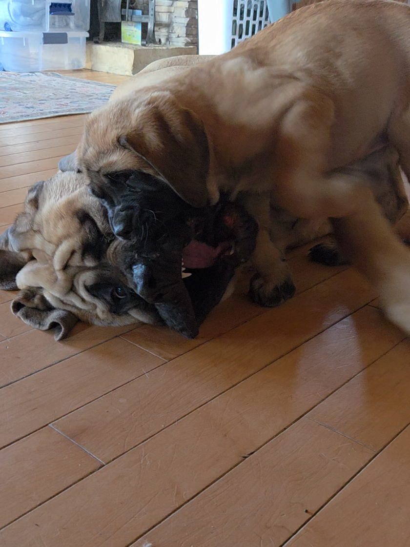@Maple Mastiffs