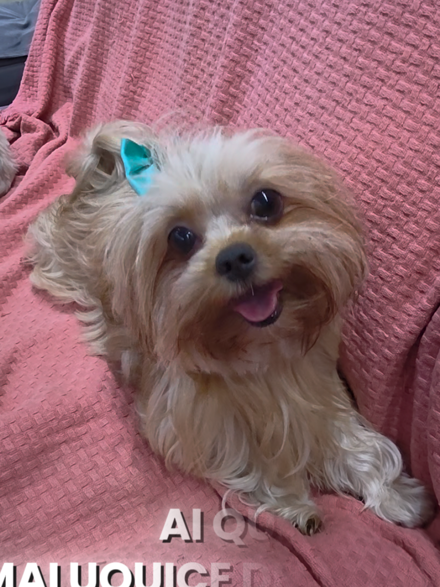 @Trio Pet Love