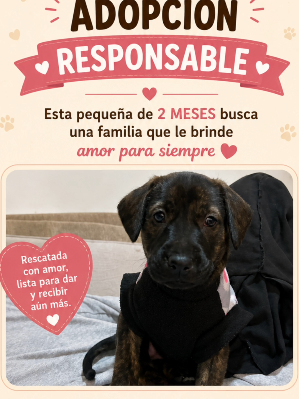 @Perritos Voladores