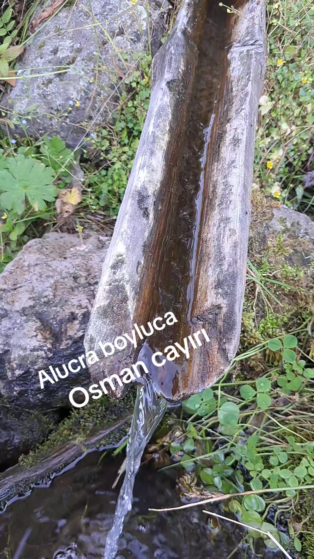 @Kirazli Nazli