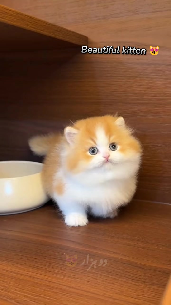 @flower.pet.2