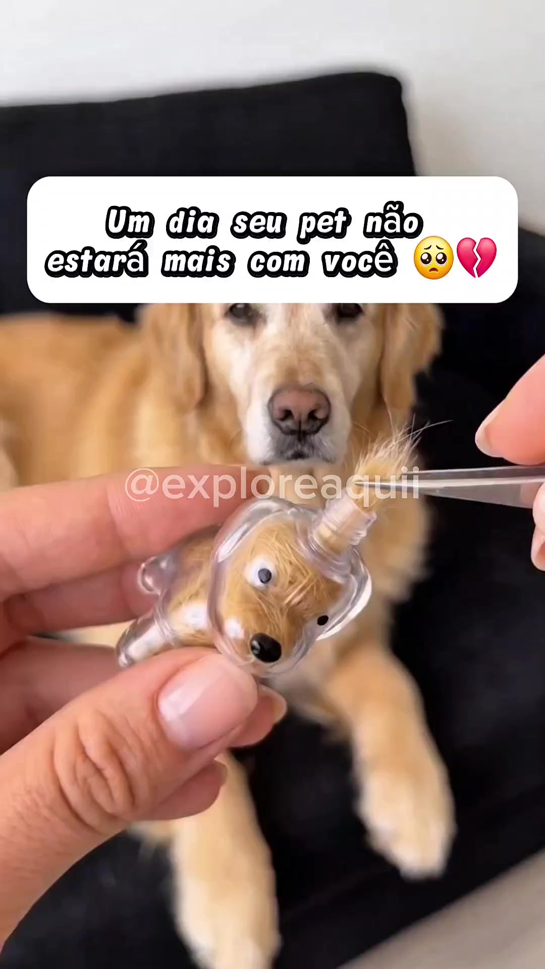 @Explore Aquii 🐾🐾✨️