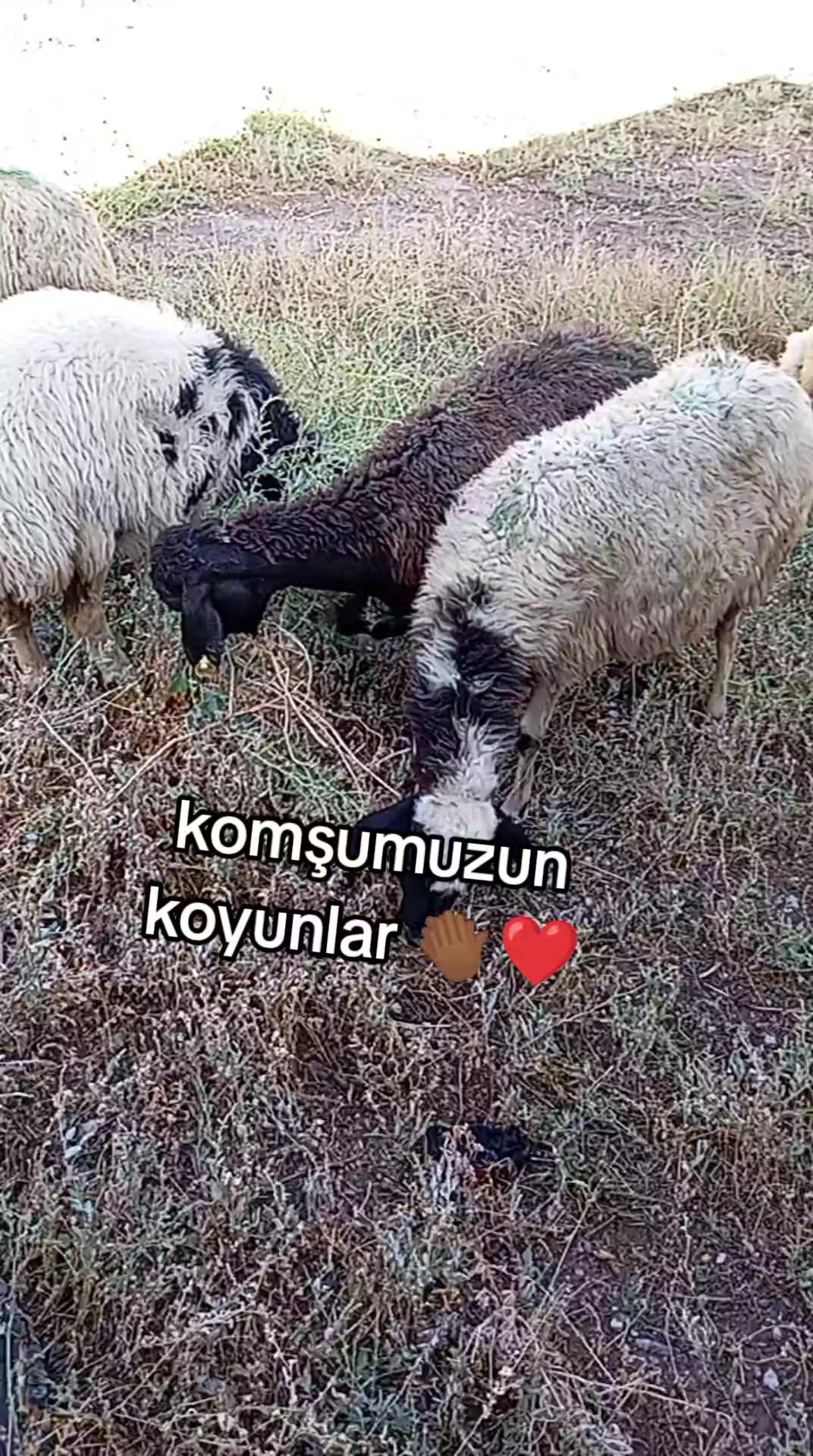 @bazidli adem04