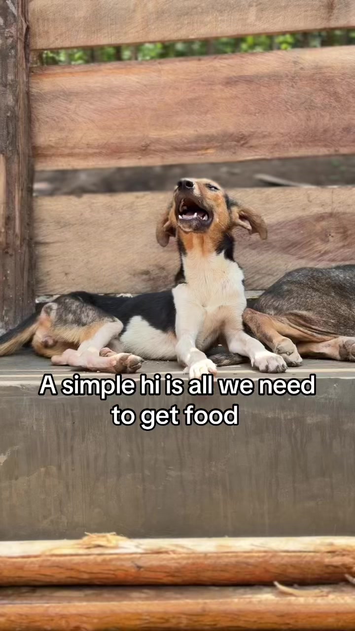 @furry_care_haven