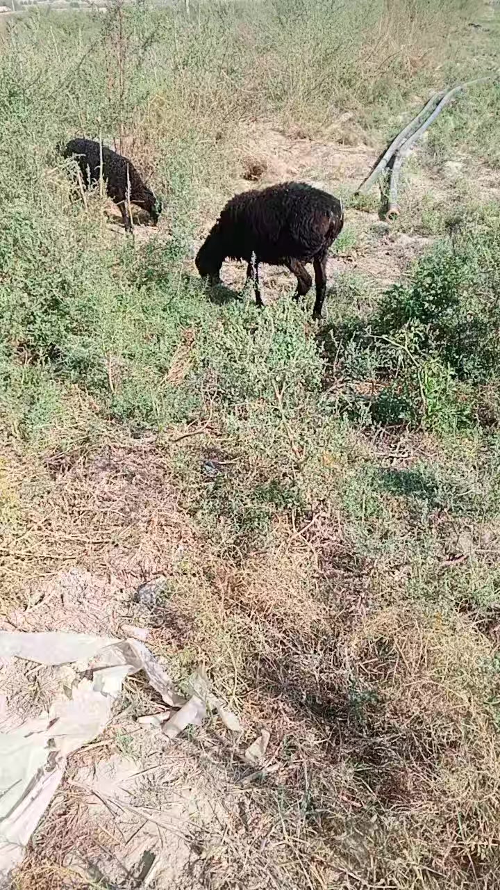 @telav