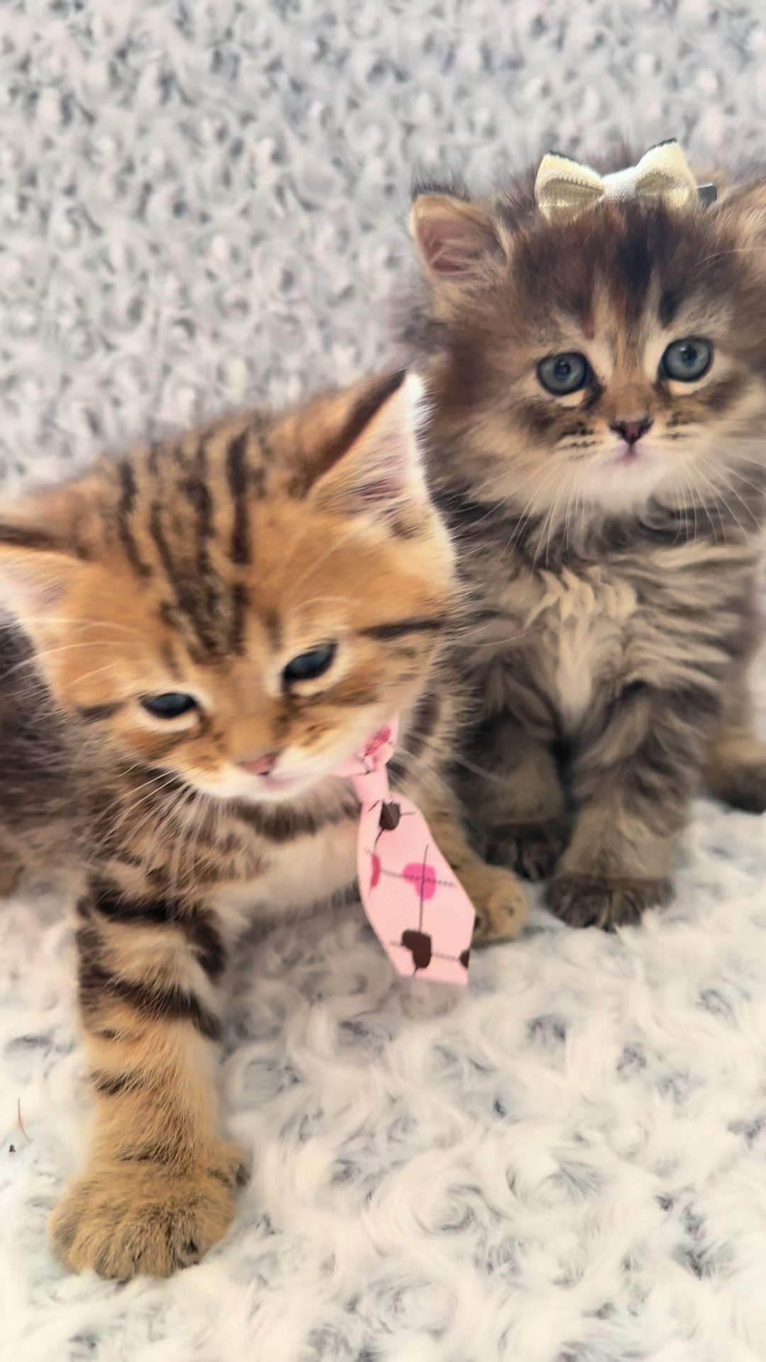 @cat.sheri.kittens