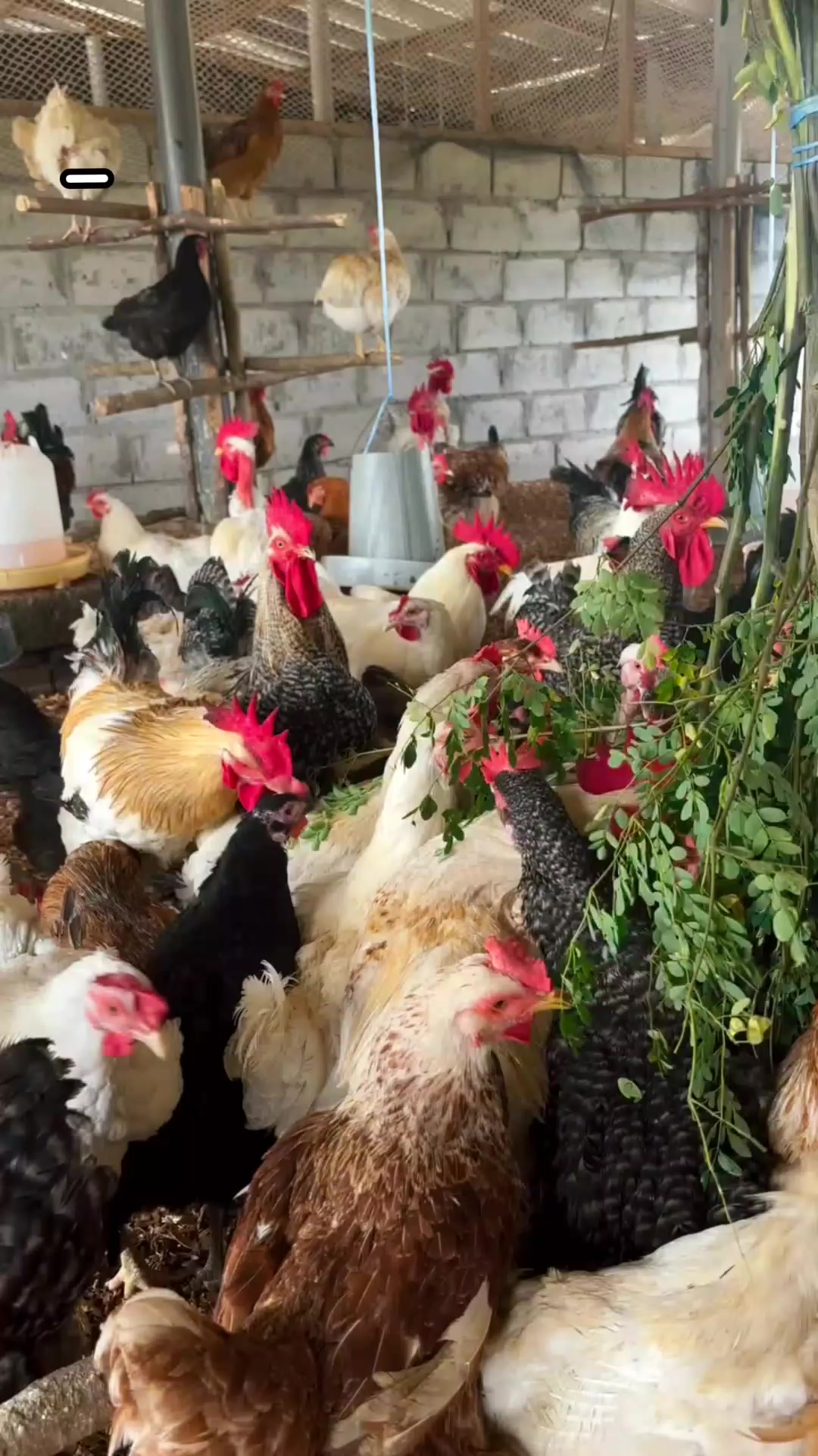 @NDIAYE-BREEDING 🐔
