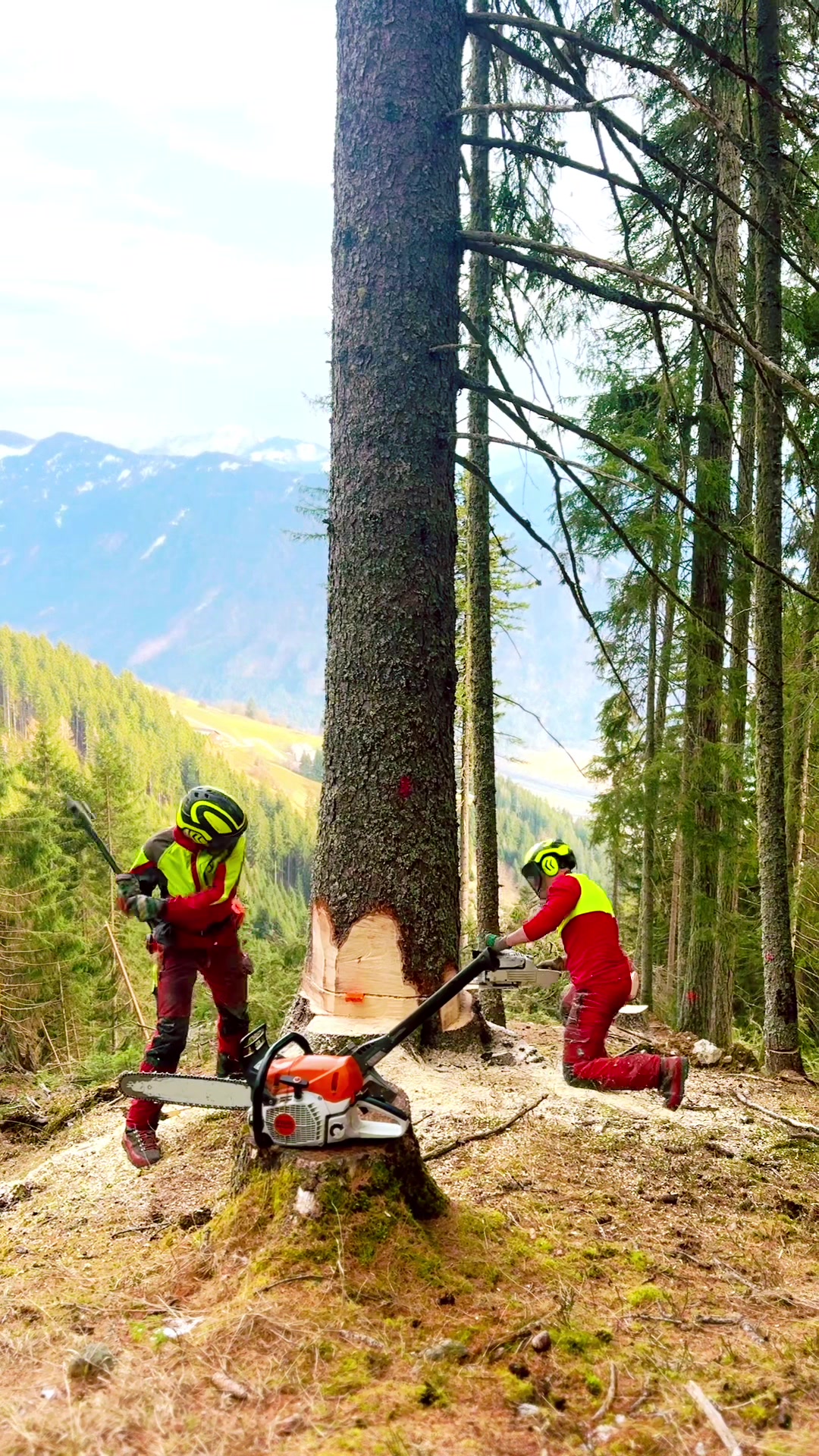 @forestexport