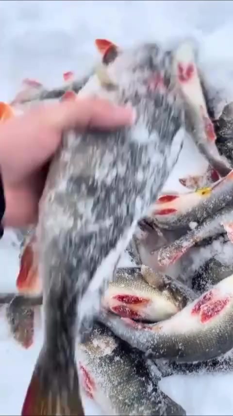 @Sergey Champion Fisherman