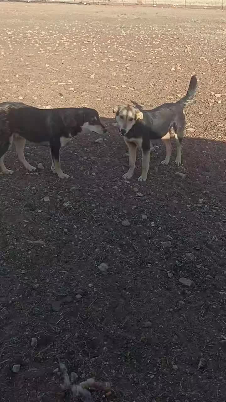 @الزعيم