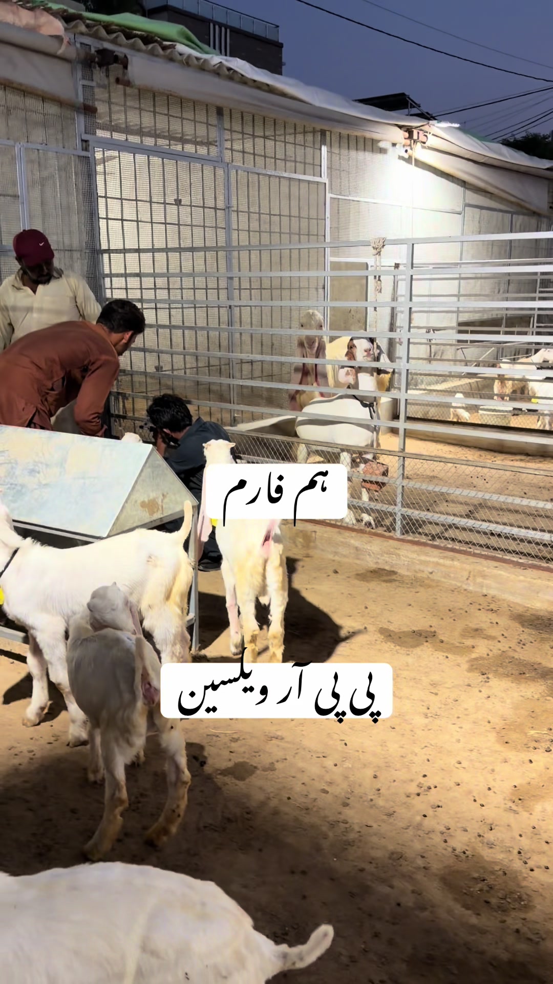 @Hum Farm