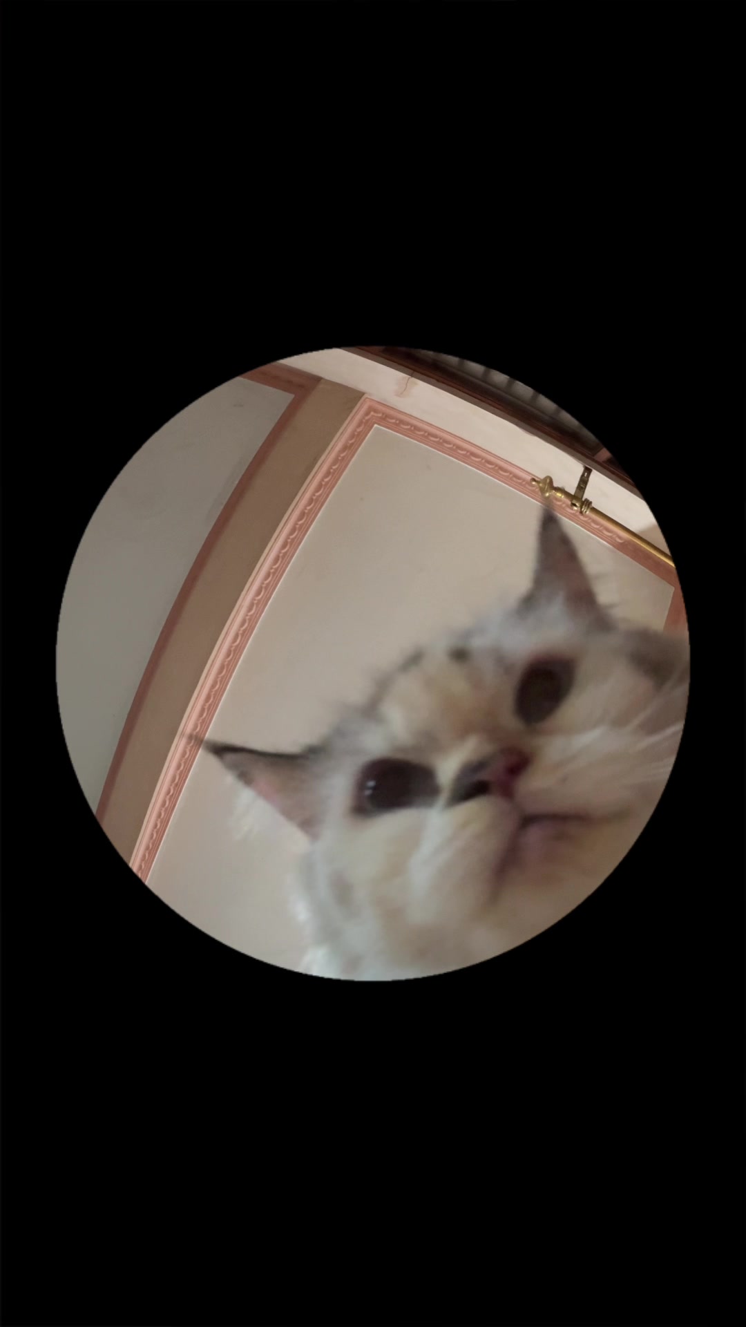 @landaks *ੈ✩‧₊˚