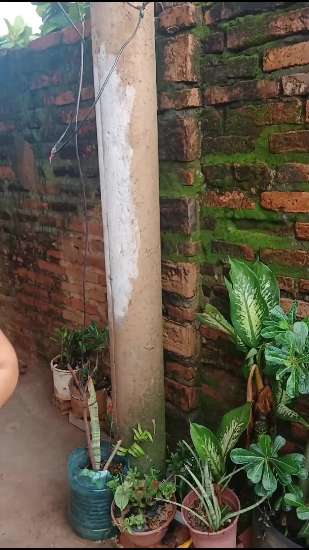 @🐺CHAPÉUZINHO VERMELHO OfC🐺🐺