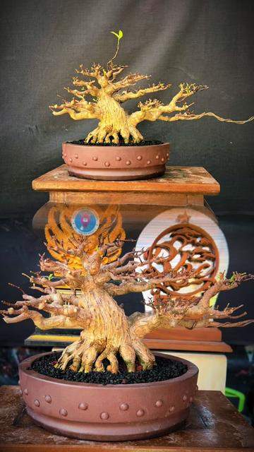 @warbonsai_purwodadi