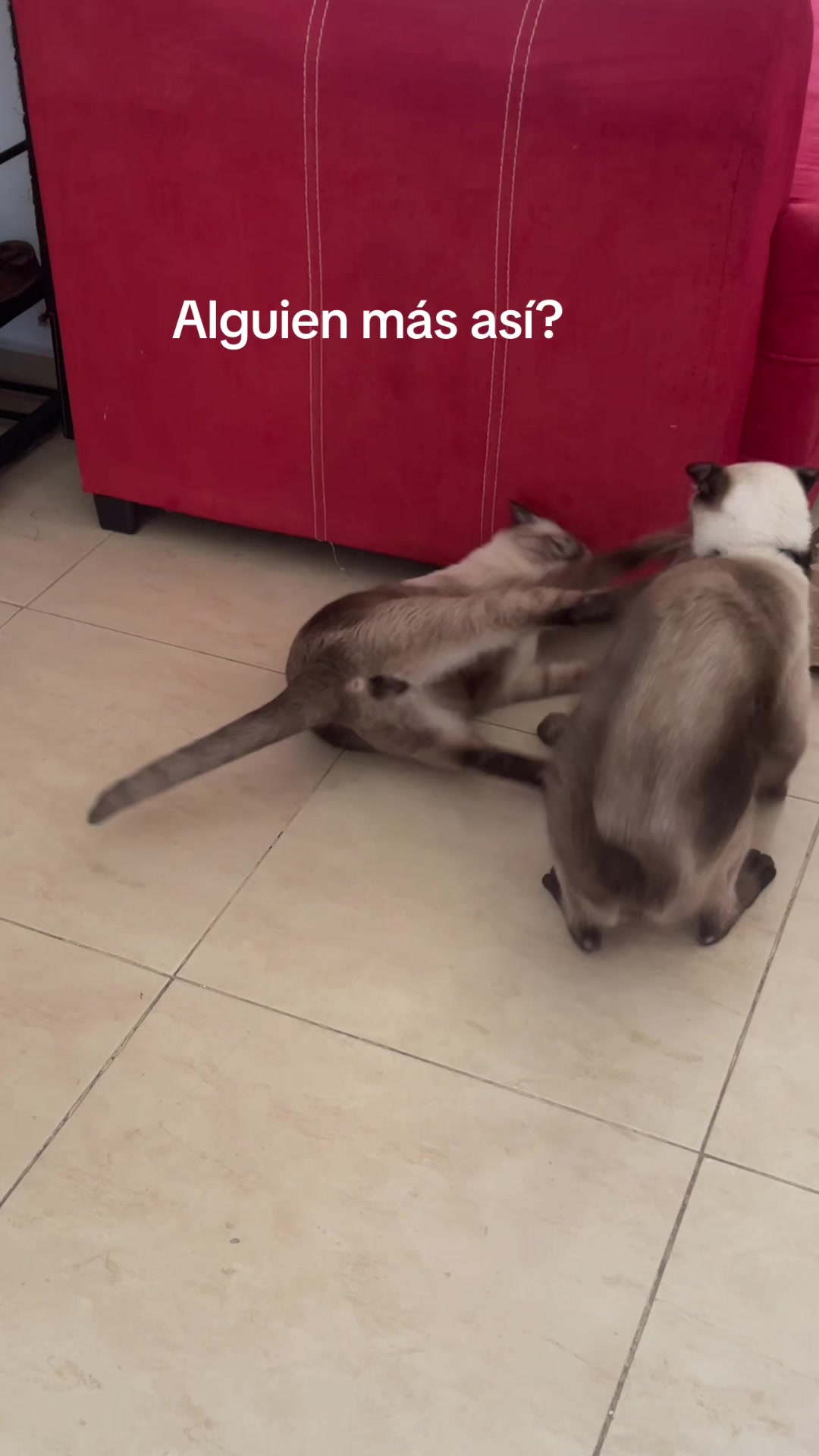 @Hermanitos siameses