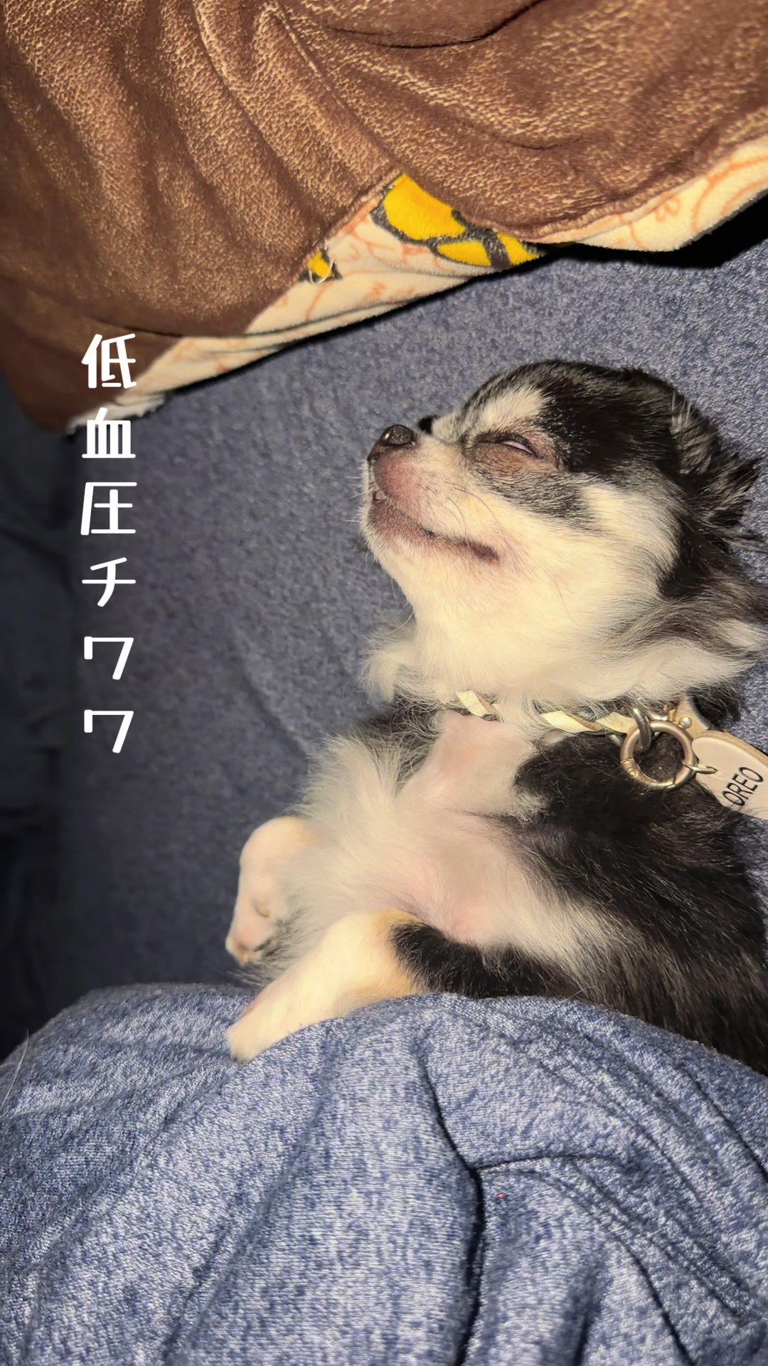 @極悪チワワ