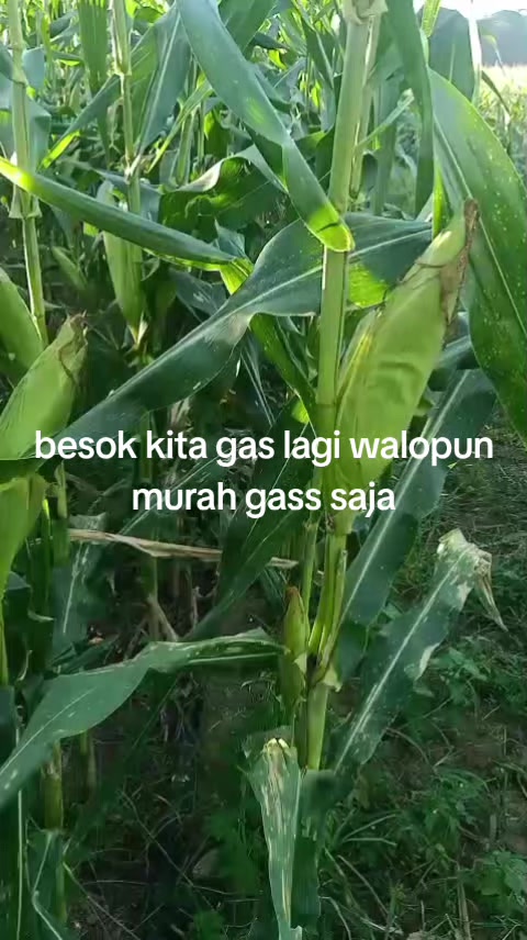 @MUHAMMAD RIZAL