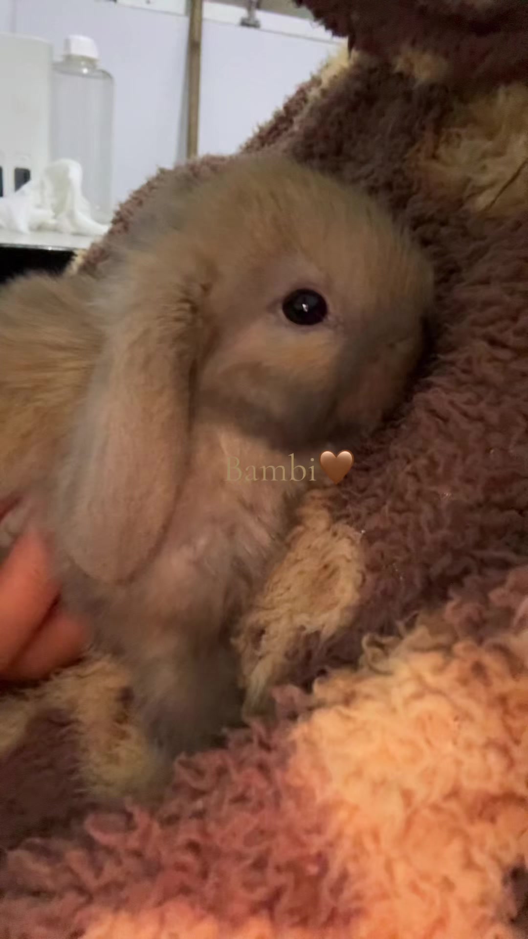 @La Madriguera de Judy 🐰