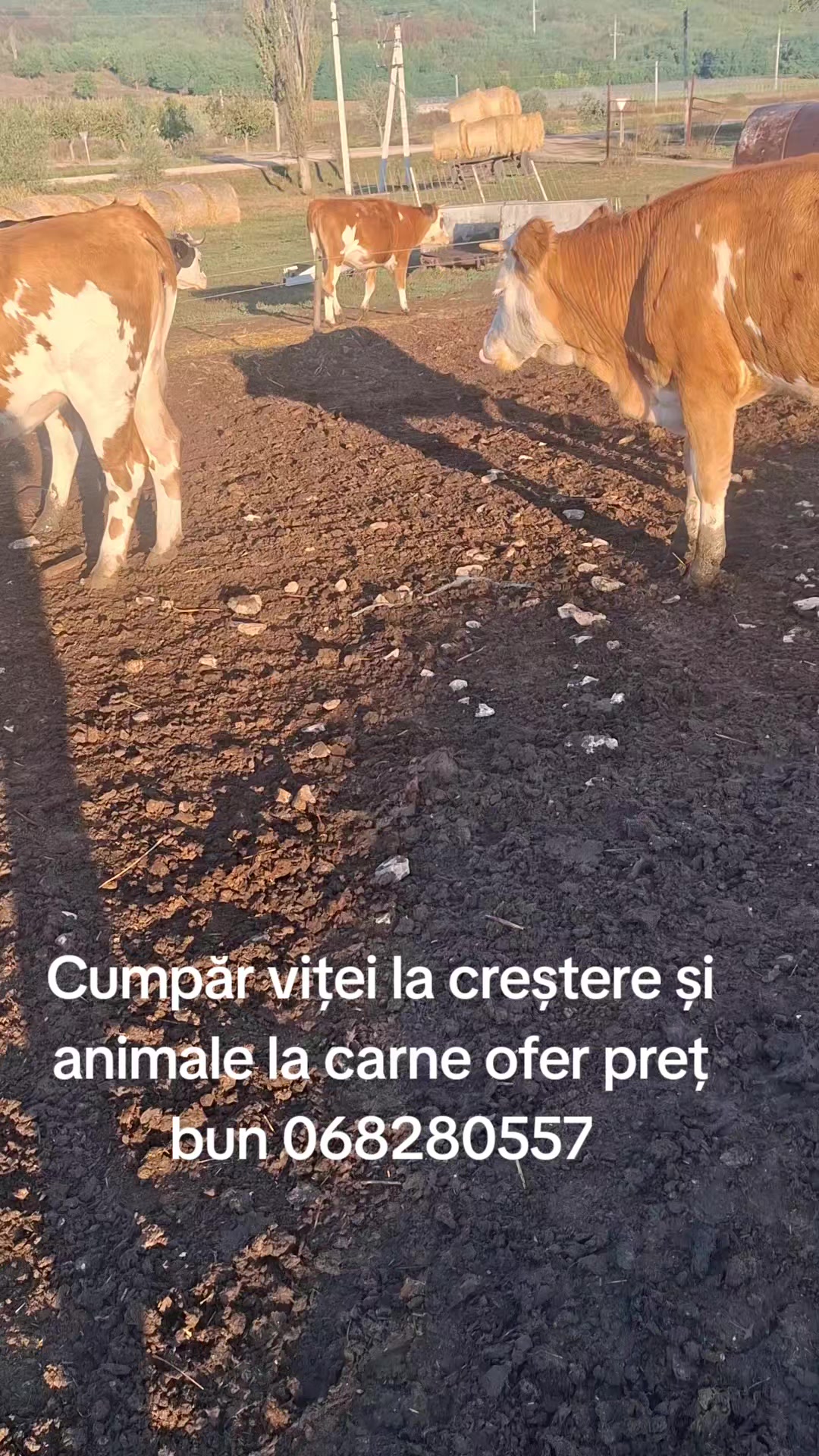 @romanbesleaga059