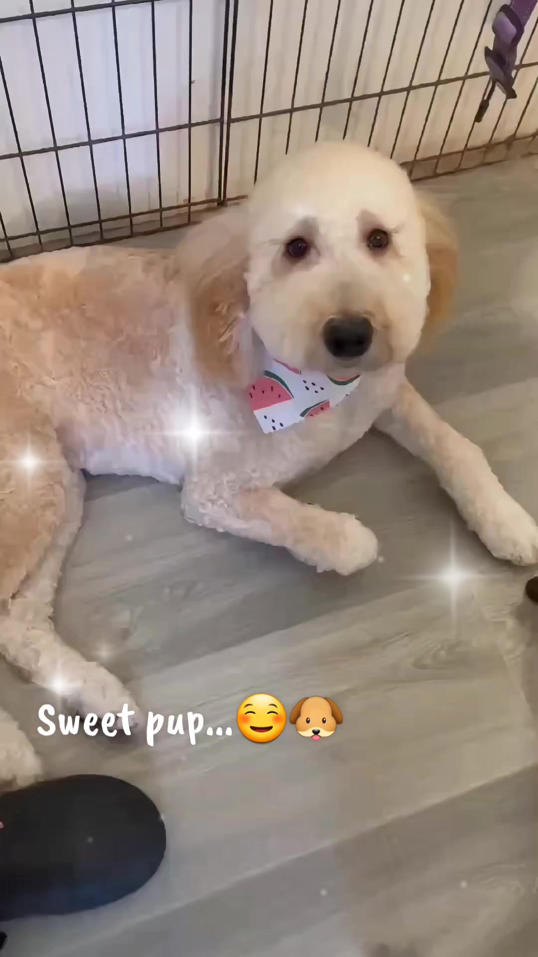 @Maru Maru Pet Services
