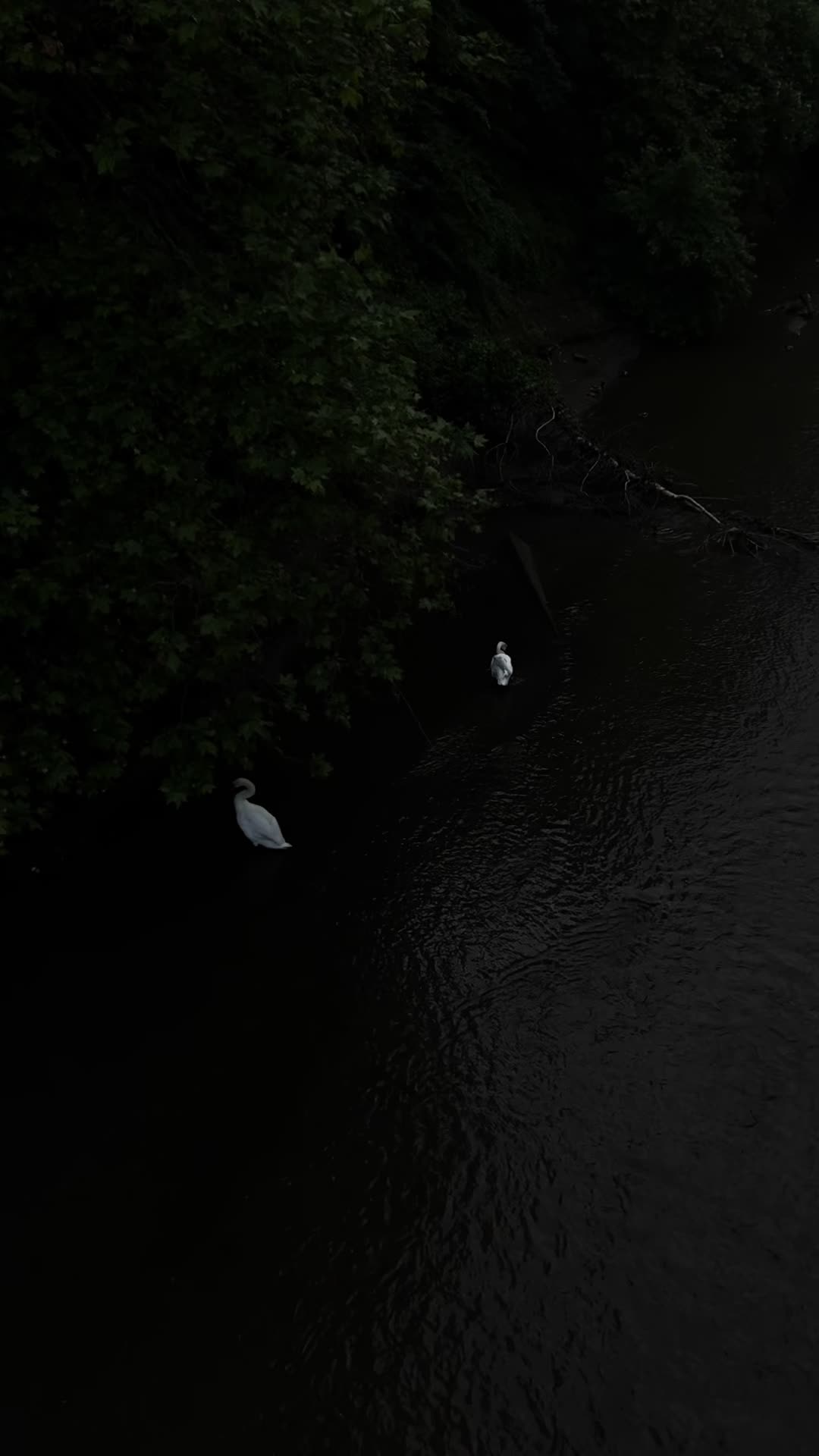 @𝒮𝓌𝒶𝓃🦢