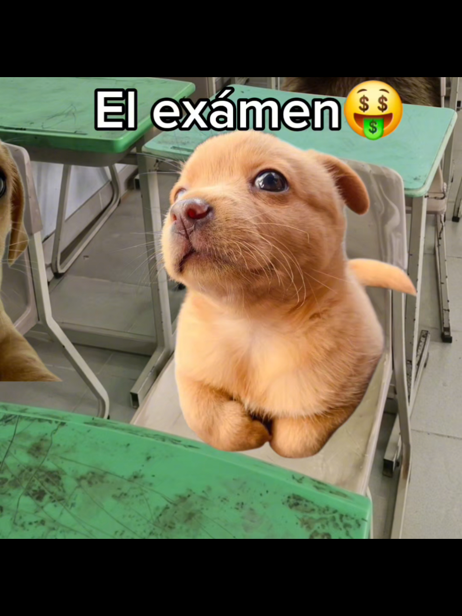 @El Perrix