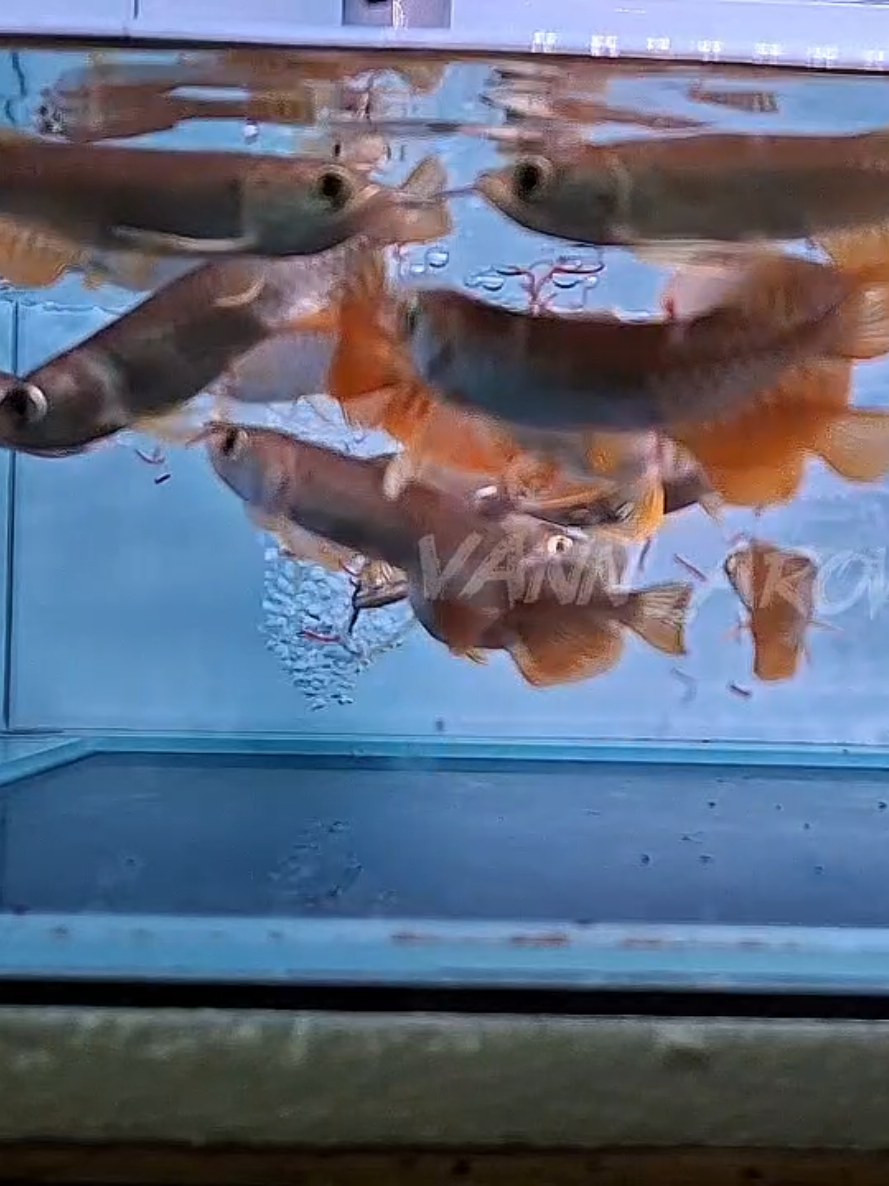 @Vann Arowana
