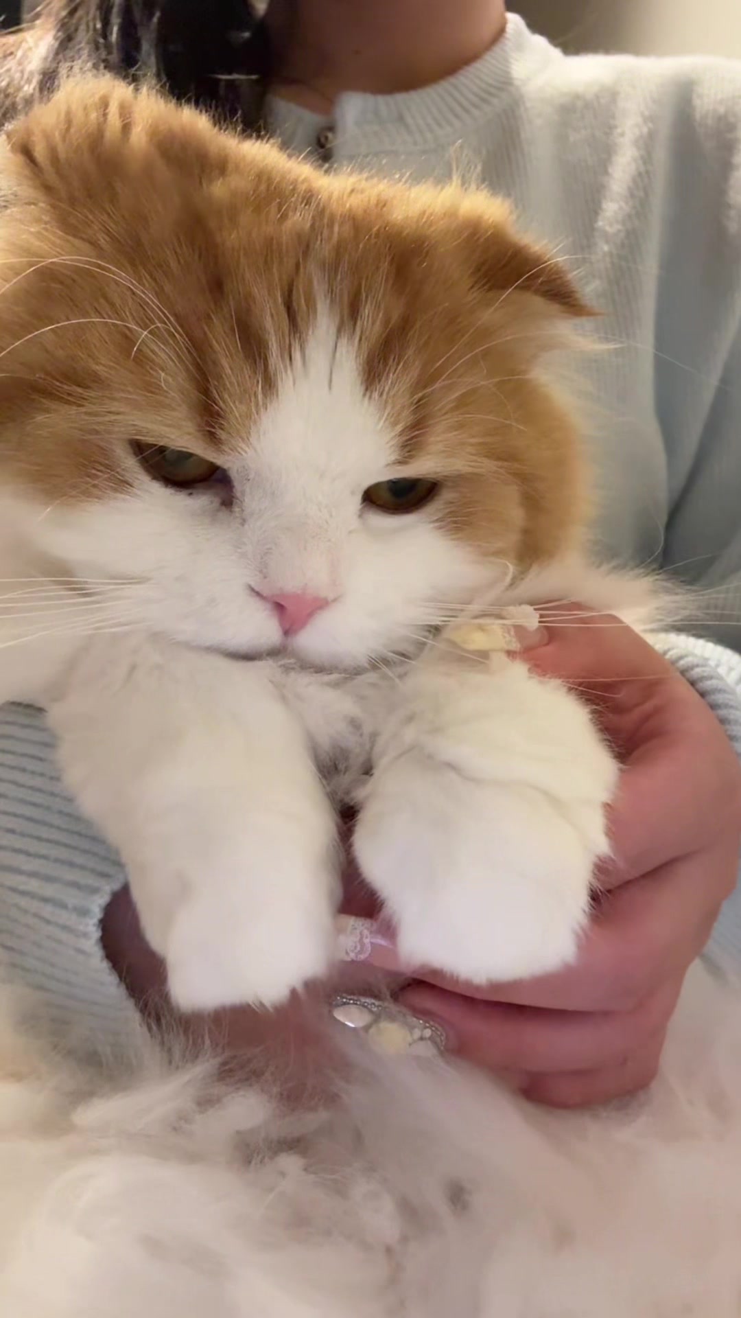 @こころ🐈💭