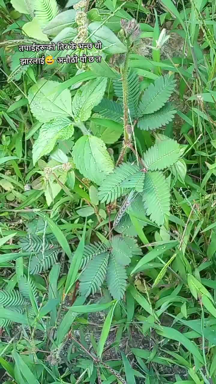 @Chanchal Shahi Thakuri