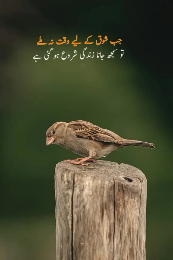 @Mahi Rajput  zidi❤️❤️❤️