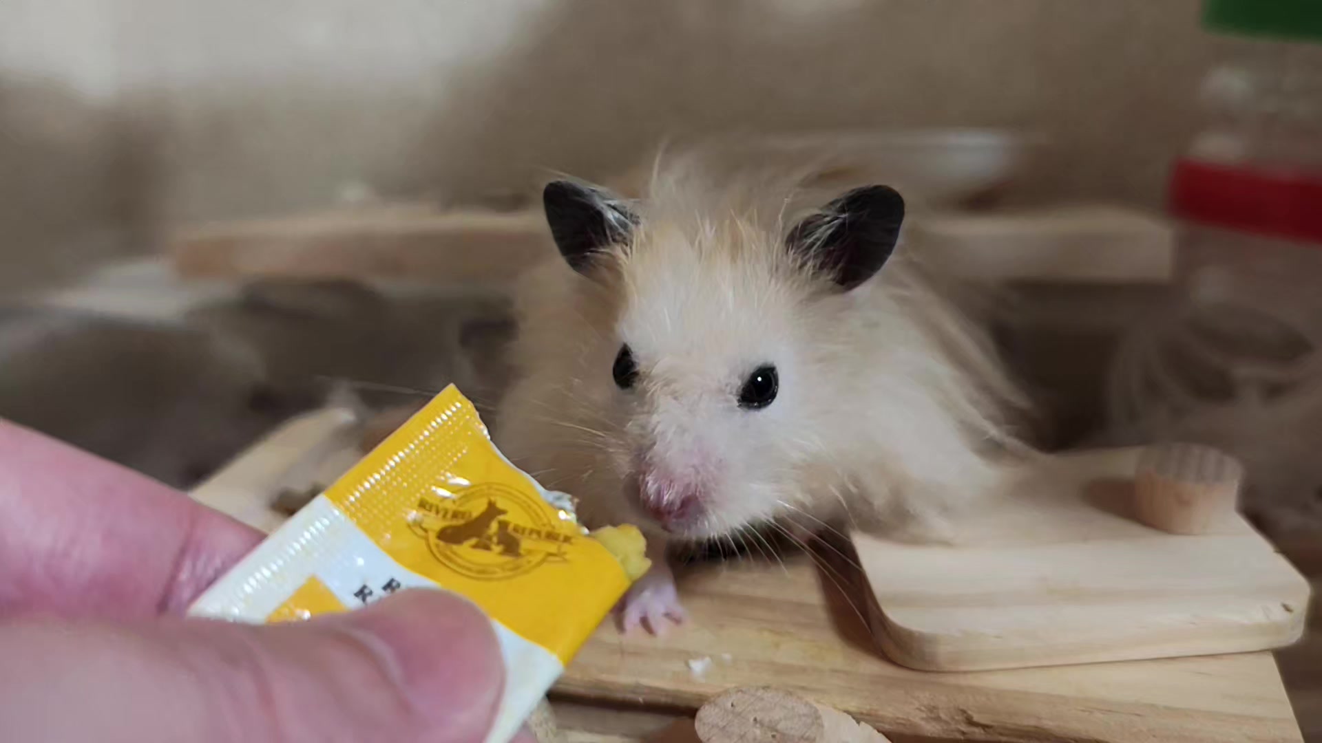 @モチキン🐹