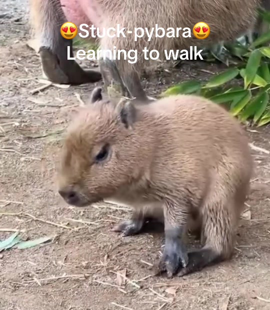 @Capybarabaramedia