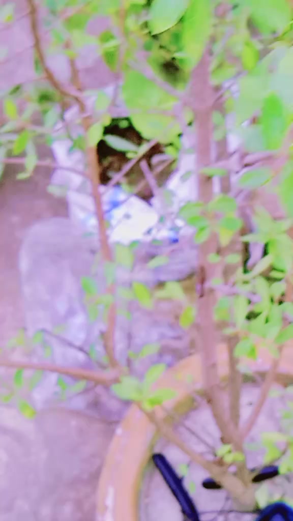 @🦋🌺প্রজাপতি🌺🦋