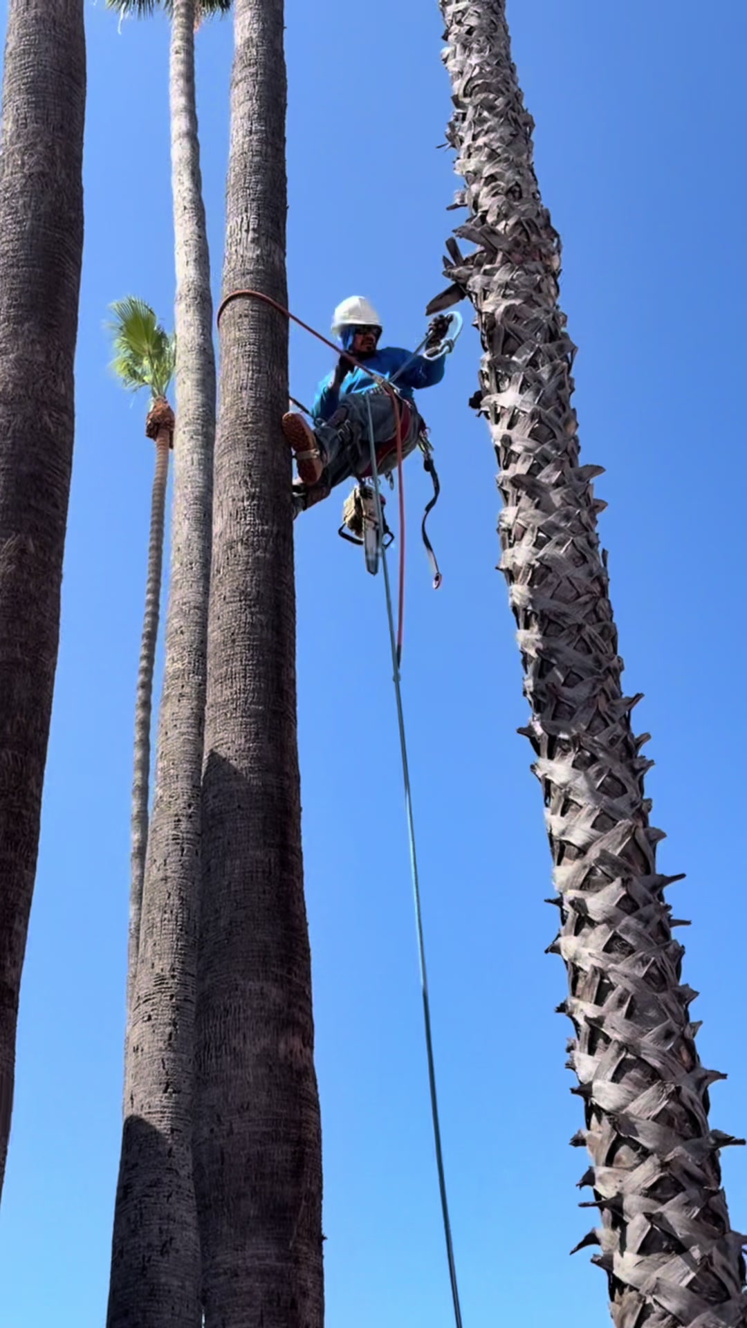 @fidel_treeexperts