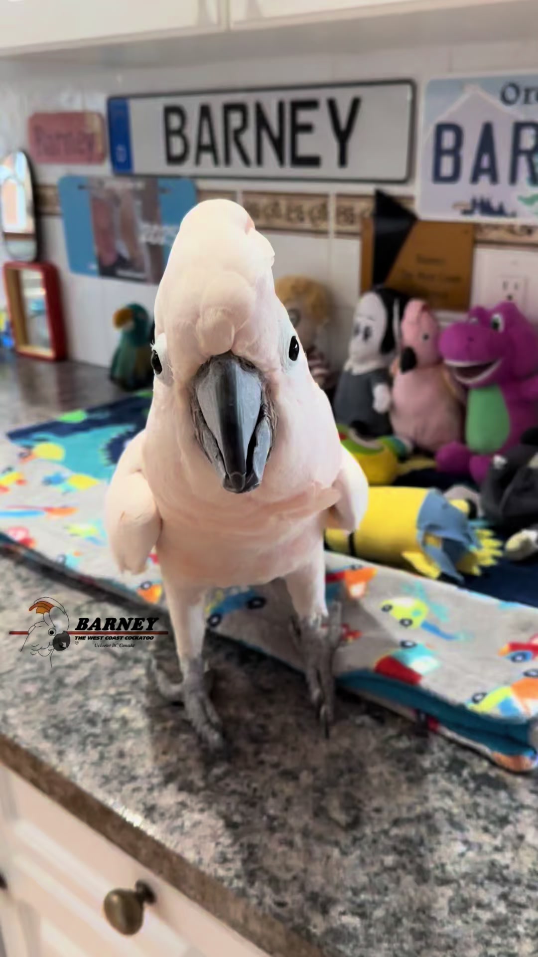 @Barney the West Coast Cockatoo