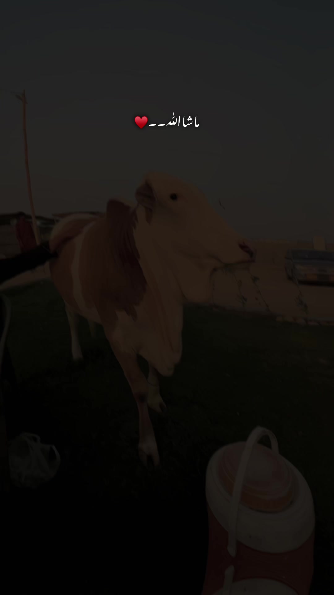 @S.A.(میمن)
