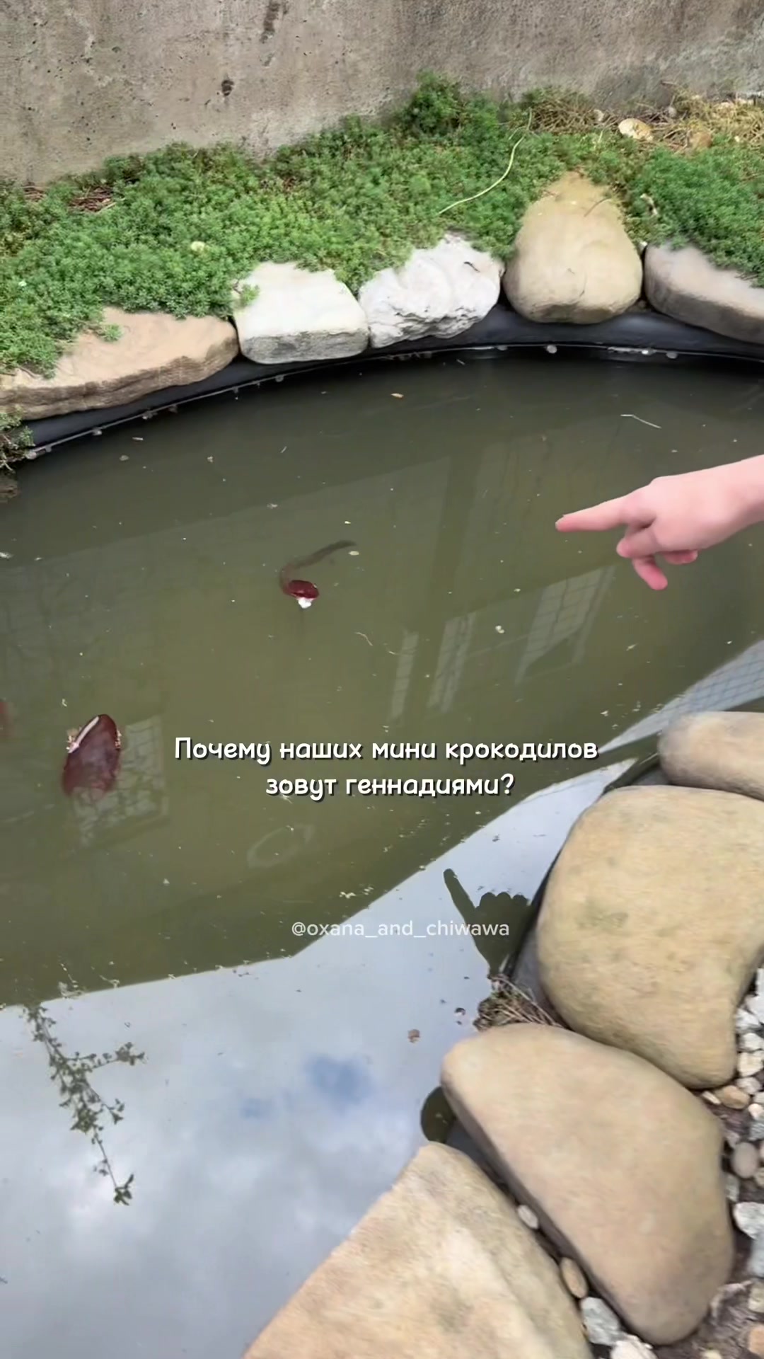 @Оксана & Чихуахуа Бонита
