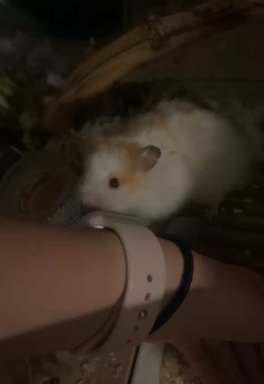 @ɪꜱʟᴀ