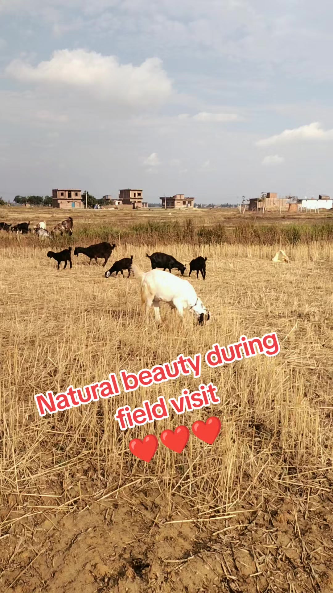 @Prajapati Agro Vet