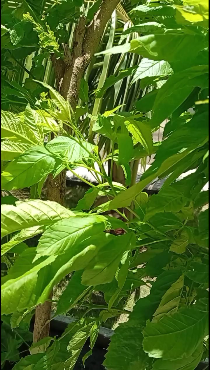 @Nhà Bé Lolo