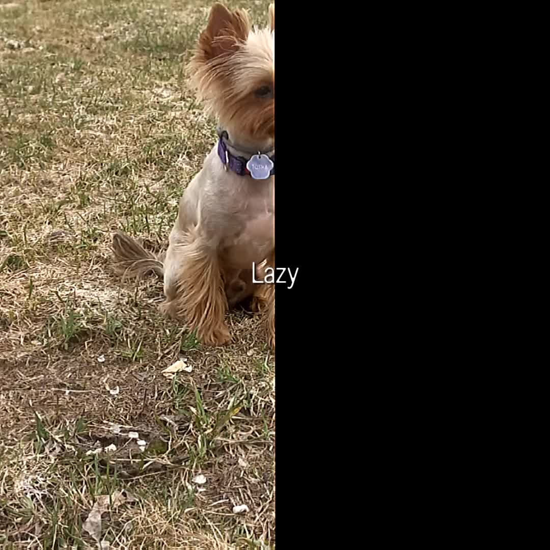@🐉Дракоша Тоша🐕