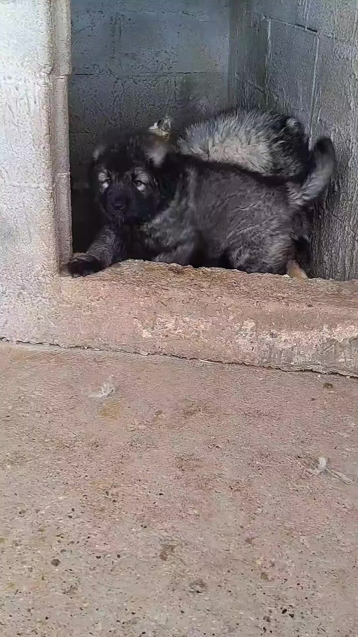 @Kashmiri_Bakrwal_Dog