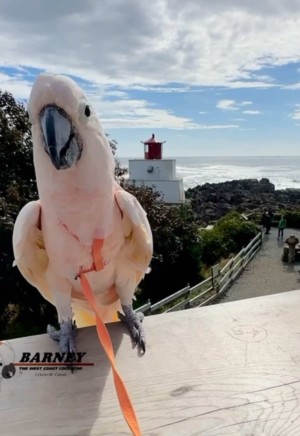 @Barney the West Coast Cockatoo