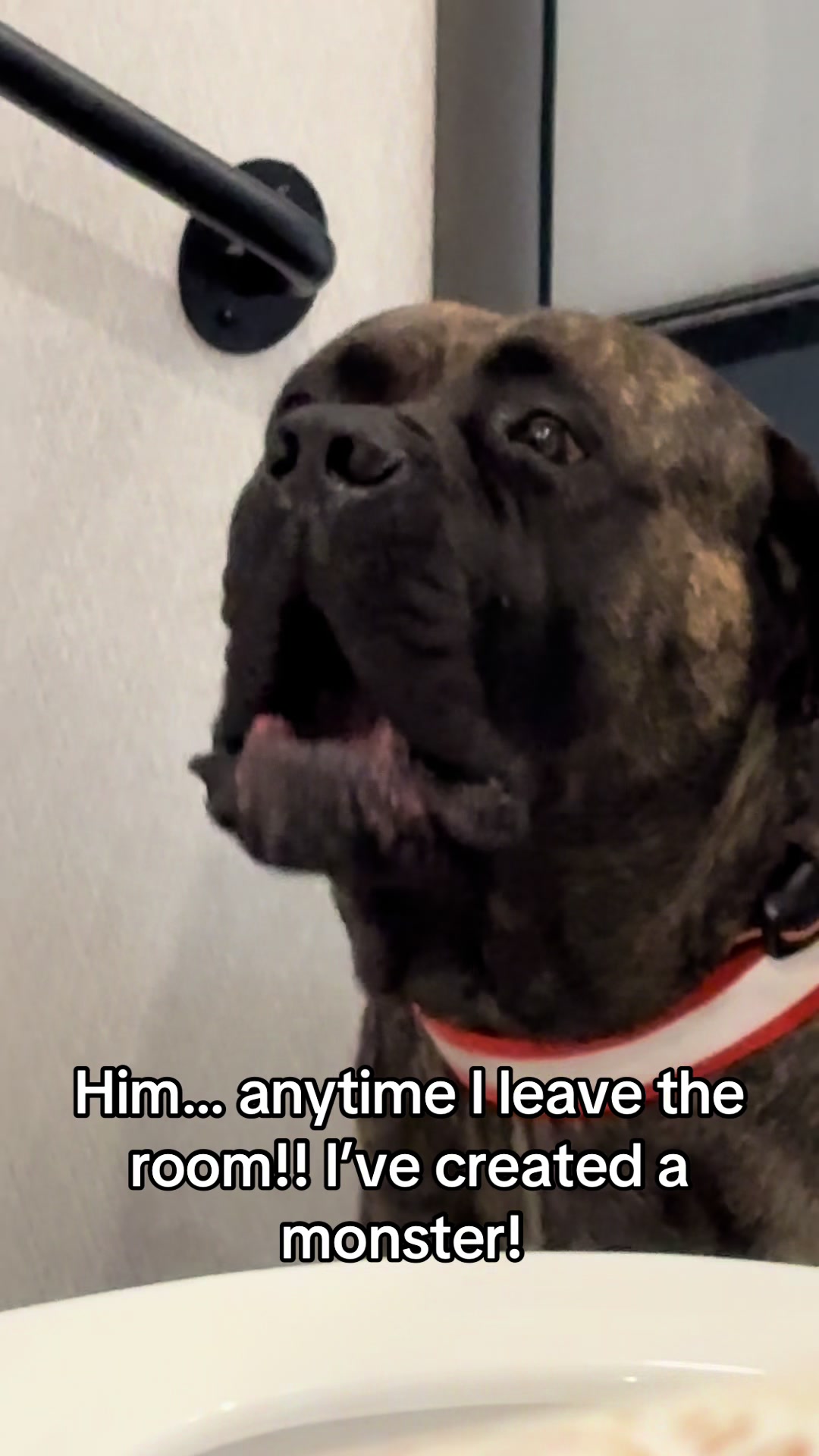 @HULK the mastiff