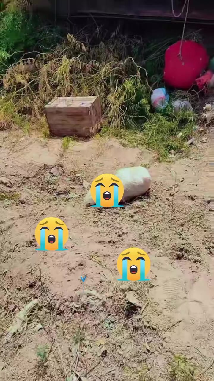 @user4973312636858