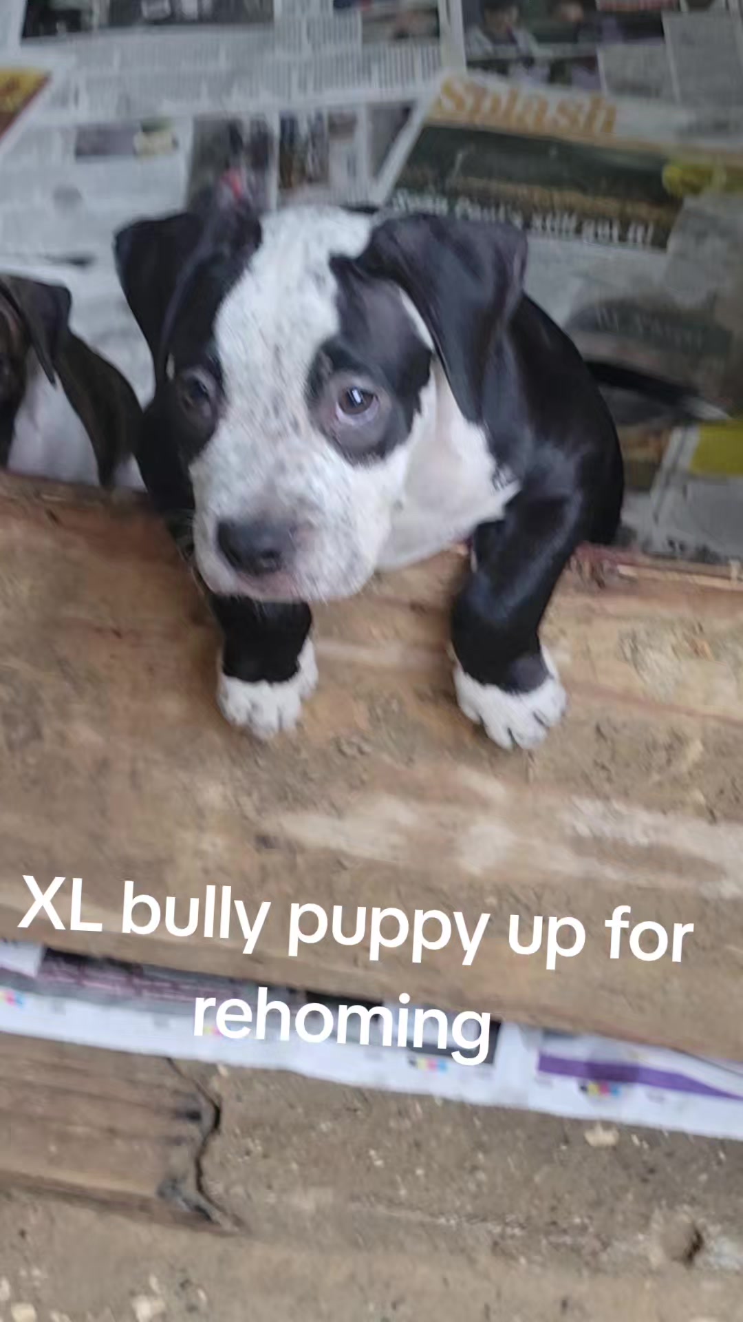 @machinesquad kennel