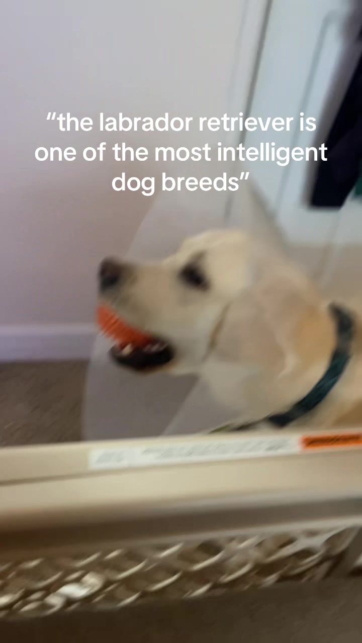 @mo