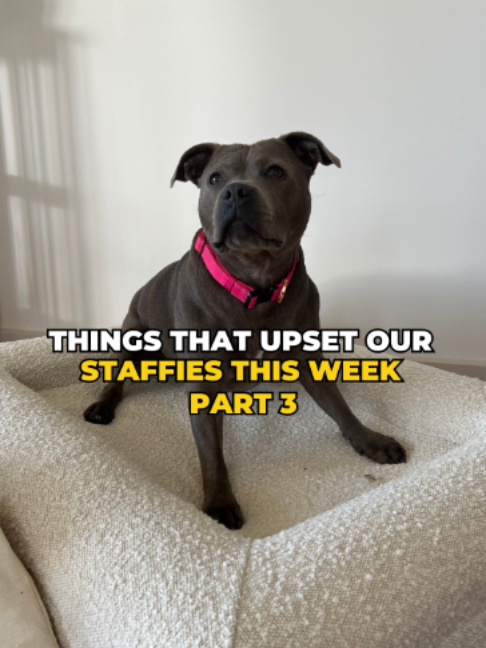 @Happy Staffy Co