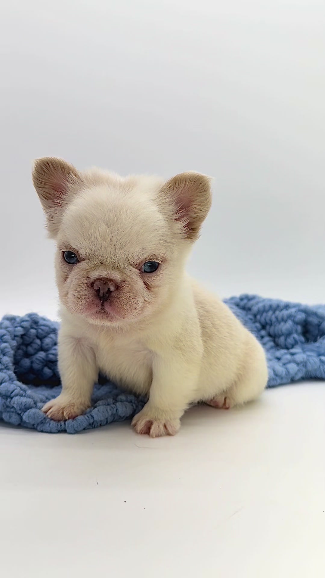 @Highfalutin Frenchies